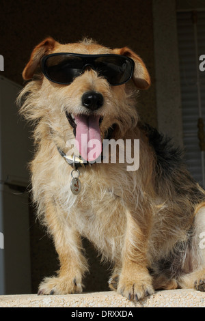 Jack Russell Terrier Hund in Sonnenbrille, Urlaubsstimmung. Stockfoto