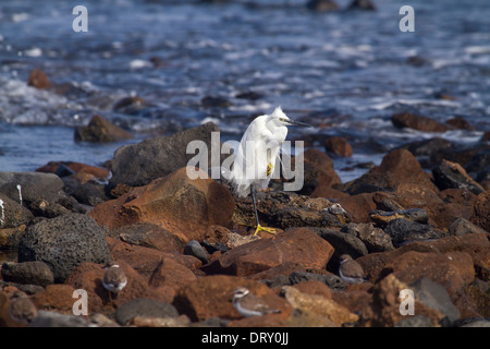 Seidenreiher (Egretta Garzetta) ruht auf den Felsen Stockfoto