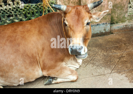 Kuh auf der Straße in Indien, Asien Stockfoto