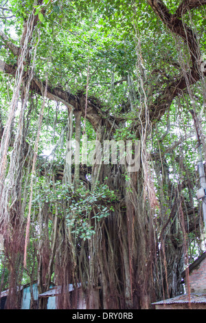 Große schöne Banyan-Baum, Indien Stockfoto