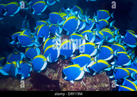 Powderblue Doktorfisch (Acanthurus Leucosternon), große Schule, ernähren sich von Algen auf Korallenblöcken. Andamanensee, Thailand. Stockfoto