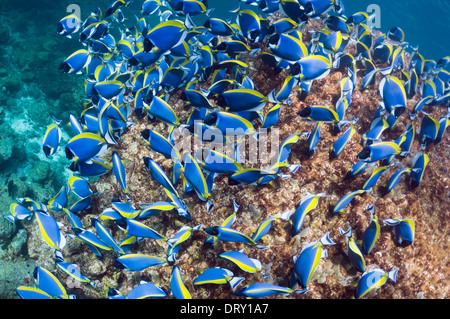 Powderblue Doktorfisch (Acanthurus Leucosternon), große Schule, ernähren sich von Algen auf Korallenblöcken. Andamanensee, Thailand. Stockfoto