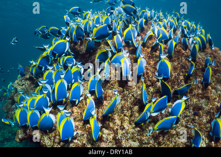 Powderblue Doktorfisch (Acanthurus Leucosternon), große Schule, ernähren sich von Algen auf Korallenblöcken. Andamanensee, Thailand. Stockfoto