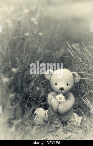 Teddybär mit einer Oxeye Daisy in einer englischen Wiese. Monochrom / Split-Ton Stockfoto