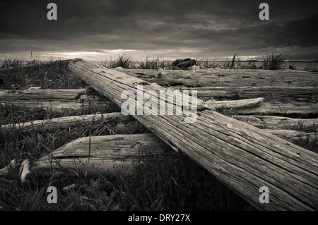 Treibholz auf den Dünen bei Joseph Whidbey Staatspark, Whidbey Island, Washington, USA Stockfoto