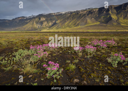 Zwerg Weidenröschen Chamerion Latifolium ehemals Epilobium Latifolium, Thorsmork, Island. Eyrarros ist der isländische Name. Stockfoto