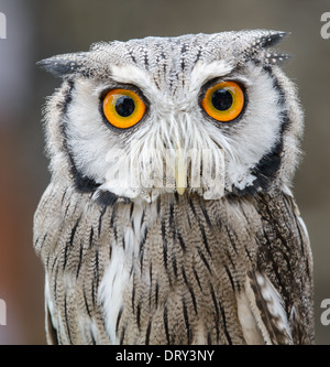 White-Faced Zwergohreule Eule (Ptilopis Granti) Granti) Stockfoto