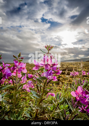 Zwerg Weidenröschen Chamerion Latifolium ehemals Epilobium Latifolium, Thorsmork, Island. Eyrarros ist der isländische Name. Stockfoto