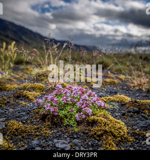 Wildblumen wachsen im Moos, Thorsmork, Island Stockfoto