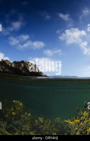 Ein Split-Schuss von Algen im Meer. Stockfoto