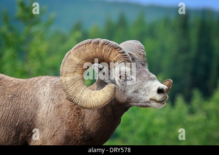 Bighorn Schafe Ram (Ovis Canadensis), Banff Nationalpark, Alberta, Kanada Stockfoto