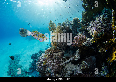 Scrawled Feilenfisch in seiner Umgebung im Roten Meer. Stockfoto