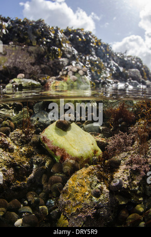 Ein Split-Schuss von Schnecken in einem Cornish Rock Pool. Stockfoto