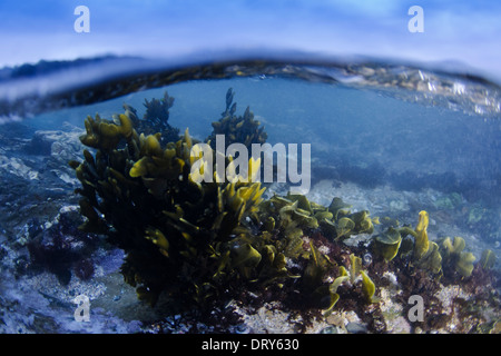 Blase-Wrack in einem Rock Pool bei stürmischem Wetter. Stockfoto