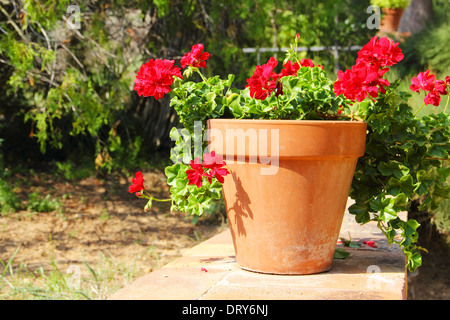 Rote Blume im Topf stehen im Garten im freien Stockfoto