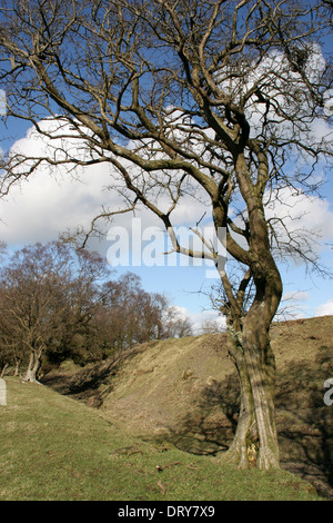 Offa es Dyke in der Nähe von Kerry Ridgeway Shropshire England UK Stockfoto