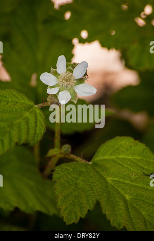 Wilde Himbeere Stockfoto