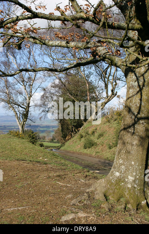 Offa es Dyke Pfad verlassen Kerry Ridgeway Shropshire England UK Stockfoto