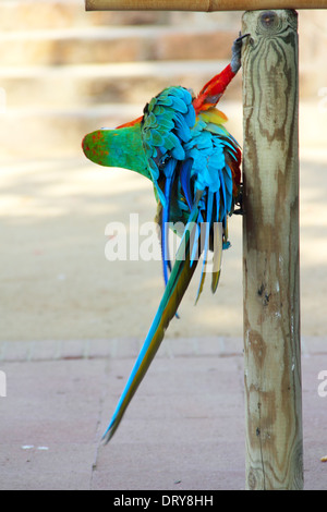 Porträt von eine schöne bunte Ara Papagei Nahaufnahmen Stockfoto