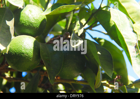 Frische grüne Orangen am Baum in Spanien Nahaufnahme Stockfoto