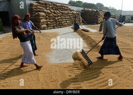 Bangladesch Tangail, kleine Reis Mühle in der Nähe von Kalihati, Arbeiter umdrehen Paddy zum Trocknen in der Sonne Stockfoto