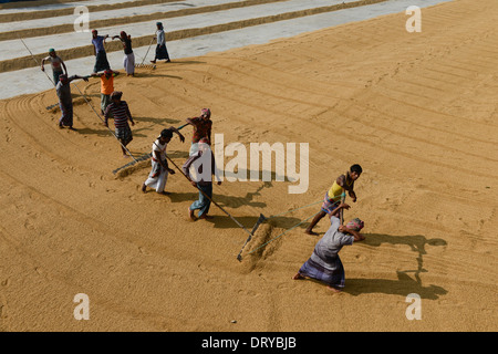 Bangladesch Tangail, kleine Reis Mühle in der Nähe von Kalihati, Arbeiter umdrehen Paddy zum Trocknen in der Sonne Stockfoto