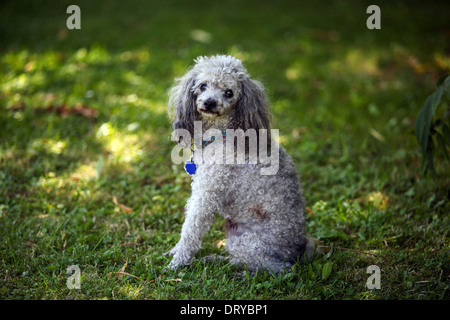 Sommer Garten Hund Pudel sitzt auf grünem Gras Hund Blick in die Kamera kleiner Hund traurig draußen ungepflegt traurig traurig allein Stockfoto