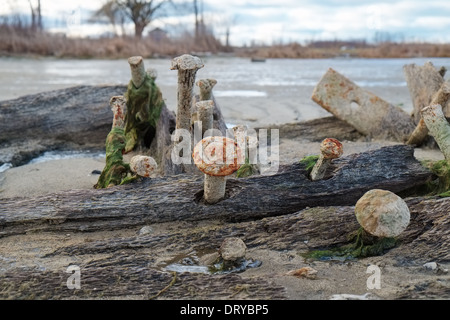 Holz, Schrauben und Gurte 125 Jahre alt, 290-Fuß aus Holz vom Dampfer aus Aurora, Schiffbruch im Jahr 1932 lag in dem Grand River in der Nähe Stockfoto