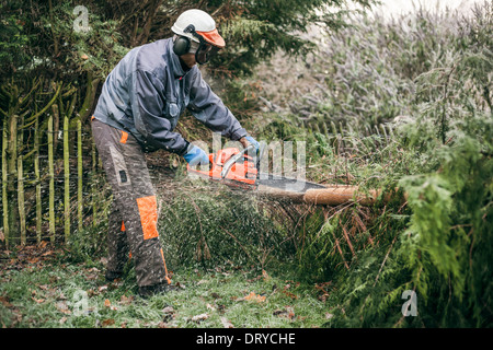 Professionelle Gärtner schneiden Baum mit der Kettensäge. Stockfoto