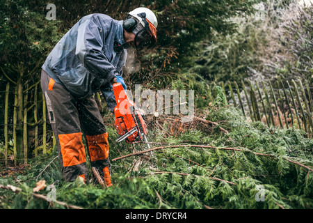 Professionelle Gärtner schneiden Baum mit der Kettensäge. Stockfoto