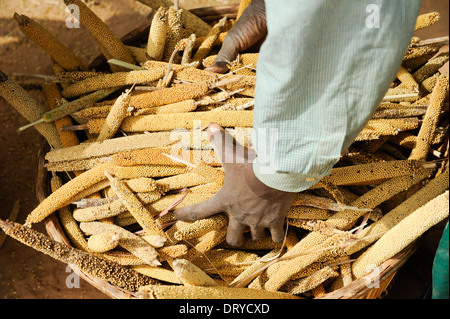 BURKINA FASO Kaya, Dorf Korsimoro, Frauen-Pfund-Hirse, der Sahel-Zone ist regelmäßig durch Dürren und Hunger betroffen. Stockfoto