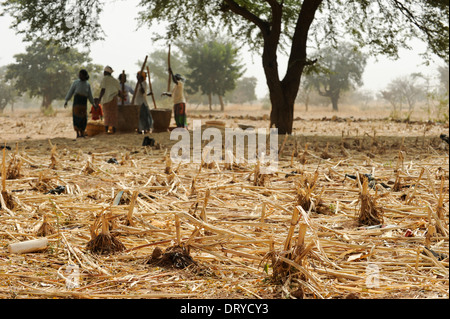 BURKINA FASO Kaya, Dorf Korsimoro, Frauen-Pfund-Hirse, der Sahel-Zone ist regelmäßig durch Dürren und Hunger betroffen. Stockfoto