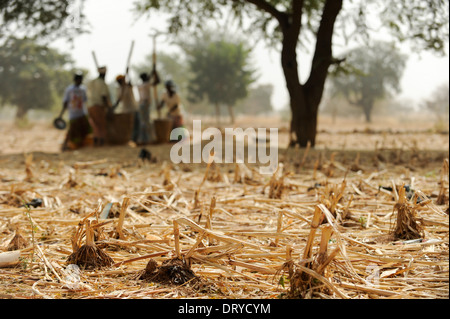 BURKINA FASO Kaya, Dorf Korsimoro, Frauen-Pfund-Hirse, der Sahel-Zone ist regelmäßig durch Dürren und Hunger betroffen. Stockfoto