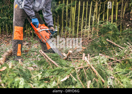 Professionelle Gärtner schneiden Baum mit der Kettensäge. Stockfoto