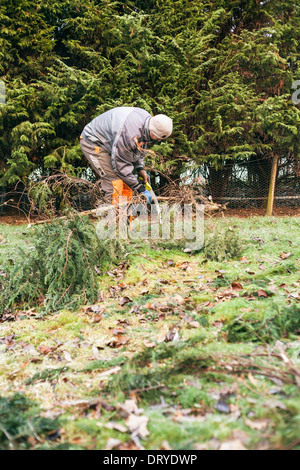 Professionelle Gärtner beschneiden Bäume mit Säge. Stockfoto