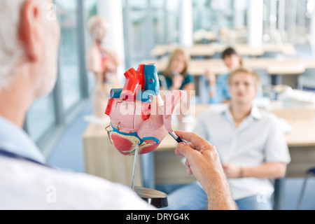 Medizin-Professor zeigt Modell des Herzens Stockfoto