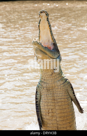 Krokodile haben gelernt, zu springen, Fleisch in Aidelaide Fluss Northern Territory Stockfoto