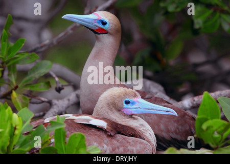 Red footed Sprengfallen, braun phase (Sula Sula) nisten in Mangroven. Los Roques Nat Park, Venezuela. Stockfoto