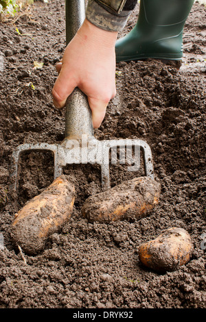 Gärtner ernten eine Kartoffel schneiden Sie mit einem Garten Gabel. Stockfoto