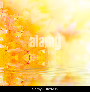 Orange Maple leafs Stockfoto