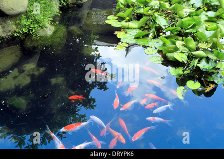 schöne Koi oder Karpfen chinesische Fisch im Wasser Stockfoto