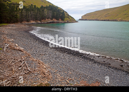 Floh-Bucht auf der Banks Peninsula Track Stockfoto