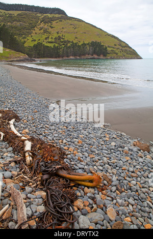 Floh-Bucht auf der Banks Peninsula Track Stockfoto