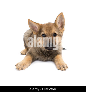 Neun Wochen alt Deutscher Schäferhund Welpen Blick in die Kamera Stockfoto