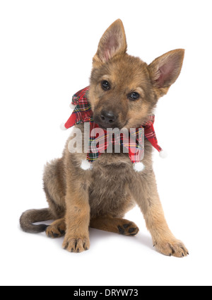 Neun Wochen alt Deutscher Schäferhund Welpen tragend ein Weihnachts-Kragen Stockfoto