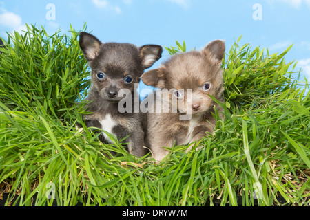 Wunderbare liebenswert fünf Wochen alten Chihuahua Welpen sitzen im Rasen Stockfoto