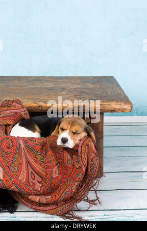 Müden kleinen 7 Wochen alt Beagle Welpen schlafen in einer Schublade Stockfoto