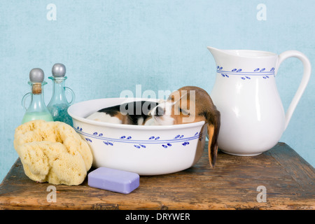 Verschlafene sieben Wochen alten Welpen Beagle liegend in einem Vintage Waschzuber Stockfoto