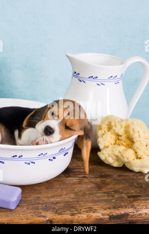 Verschlafene sieben Wochen alten Welpen Beagle liegend in einem Vintage Waschzuber Stockfoto