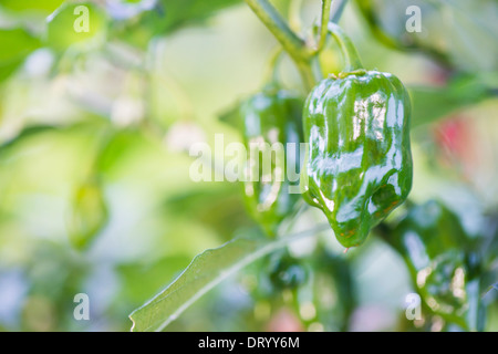 Nahaufnahme von grüne Habanero Chili Pfeffer wächst im Garten Stockfoto